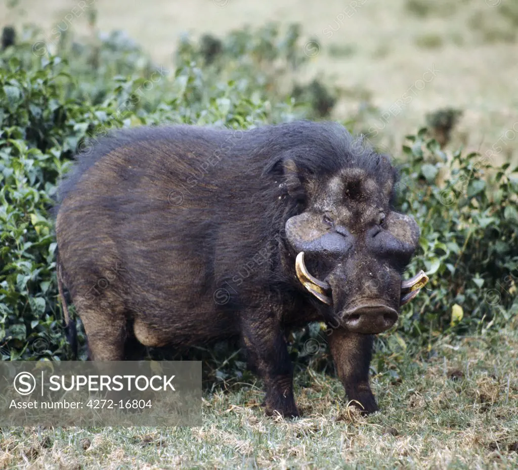 A giant hog, or forest hog, in the Salient of the Aberdare National Park.  Only discovered for science a hundred years ago, these heavily built, long haired hogs frequent upland forested areas and are rarely seen.