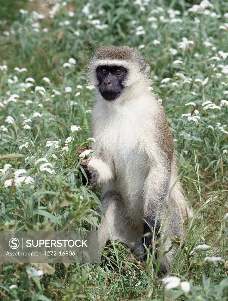 A vervet monkey stands on its hind legs among Heliotropium flowers to get a better view of its surroundings. The vervet monkey is common and widespread in lightly wooded areas straddling the equator.