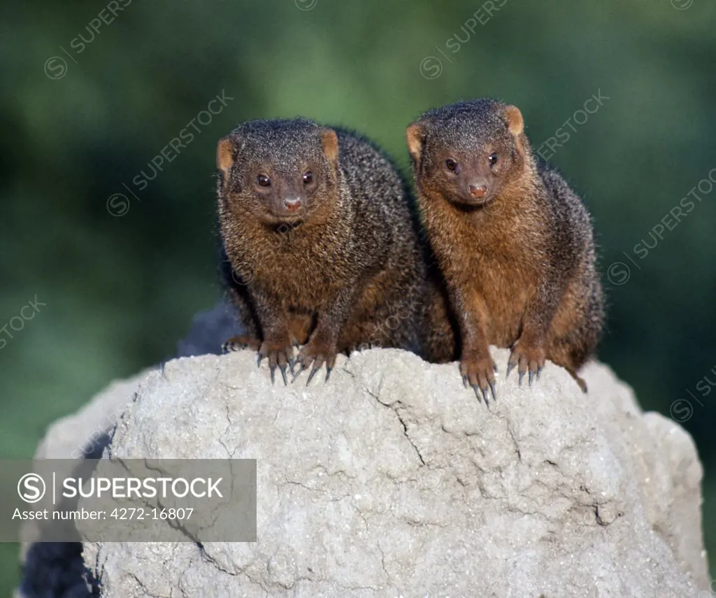 Two dwarf mongooses on top of a termite mound, which serves as their den. The dwarf mongoose is the smallest African carnivore and lives in packs of up to twenty individuals with a dominant breeding pair in each pack.