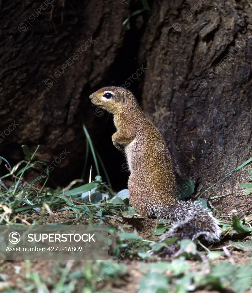 An unstriped ground squirrel. Unlike other members of the squirrel family, ground squirrels rarely climb trees. They frequently stand upright to get a better view of their surroundings.