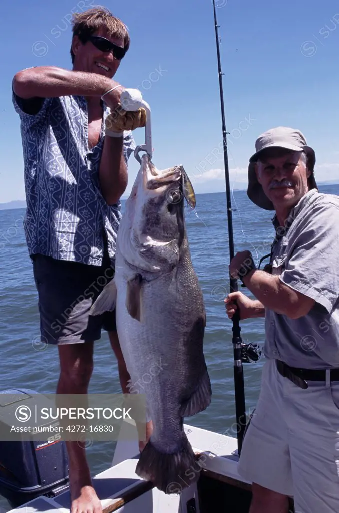 Fishing guide, Colin Burch, holds up a 50 lb Nile Perch caught on a lure.    Nile perch are the largest freshwater fish accessible to anglers.   The biggest Nile perch on record was caught by local fishermen on Lake Victoria and weighed in at 232 kg.