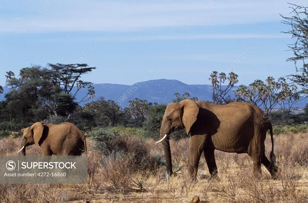 Elephants cross the plains after drinking in the Ewaso Nyiro River