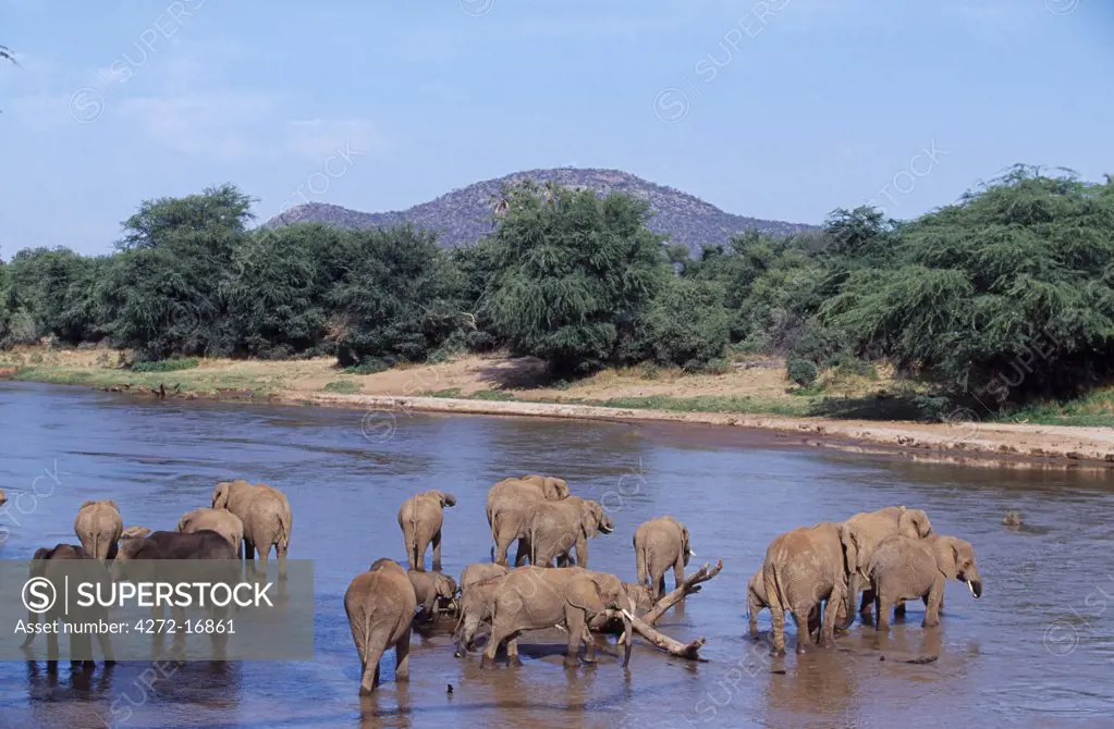 Kenya, Samburu, Buffalo Springs Reserve. A herd of elephants (Loxodonta africana) drink from the Ewaso Nyiro River which separates the Samburu Reserve from the Buffalo Springs Reserve.