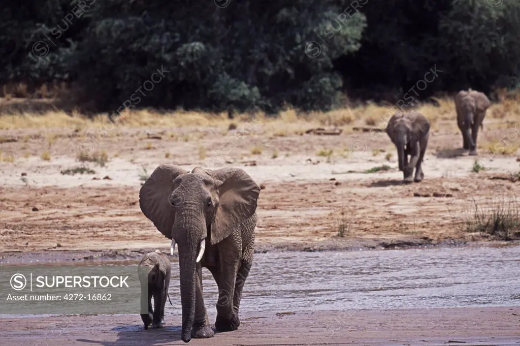 Kenya, Samburu, Buffalo Springs Reserve. A herd of elephants (Loxodonta africana) drink from the Ewaso Nyiro River which separates the Samburu Reserve from the Buffalo Springs Reserve.