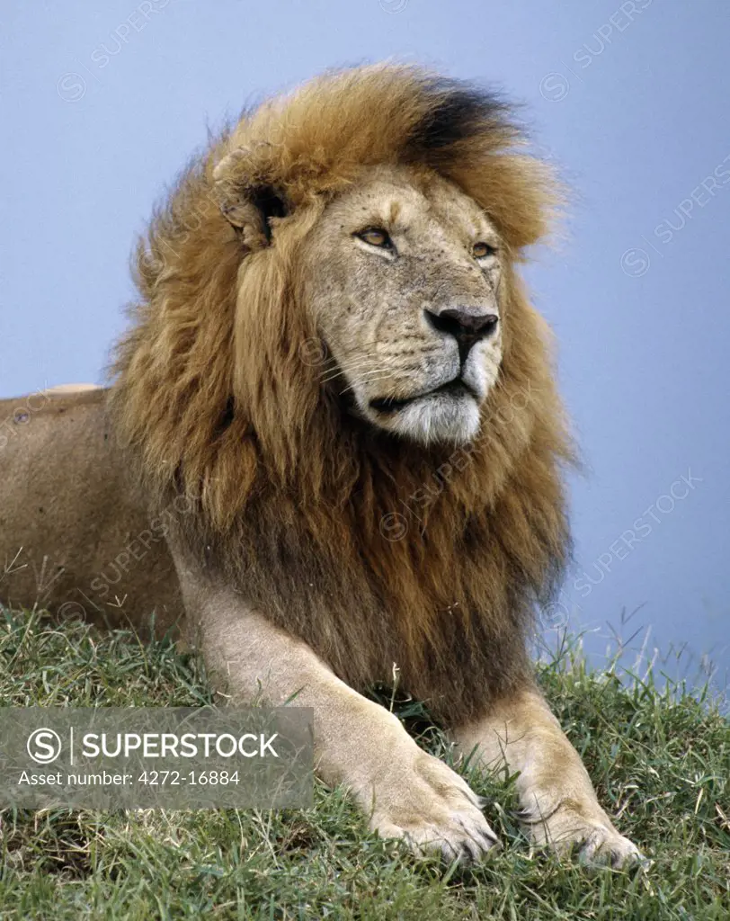 A fine maned lion. Adult male lions weigh up to 500lb. They begin to grow manes at the age of eighteen months, which will not fully develop until the age of five or six.