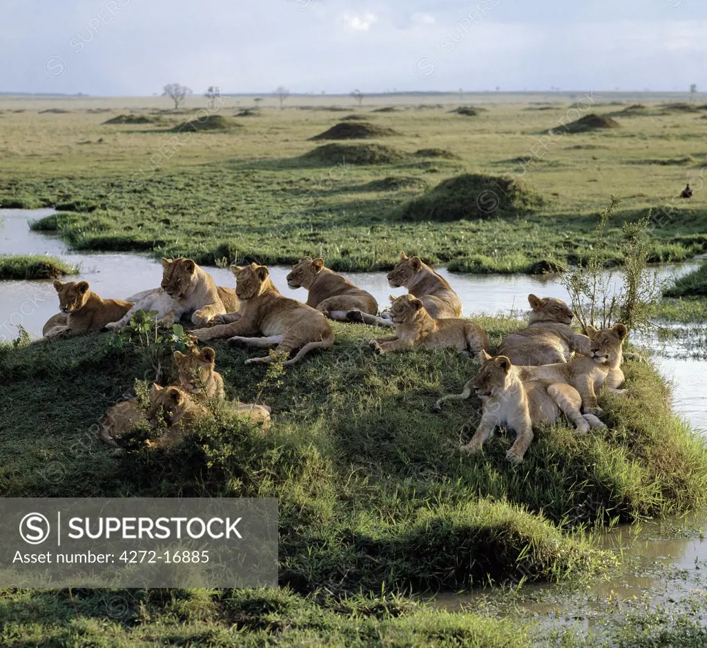 A pride of lions rests near water in the Masai Mara Game Reserve. The nucleus of any pride is a number of closely related females.