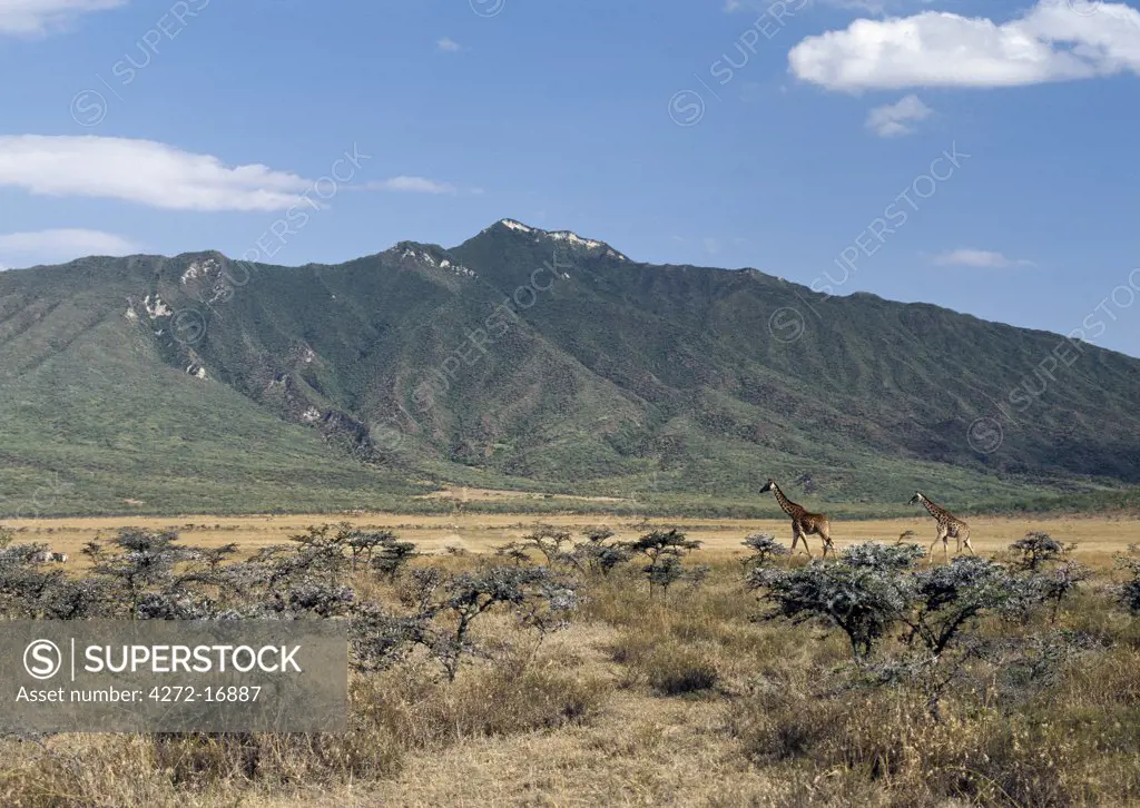 Masai giraffes in the Masai Mara Game Reserve.