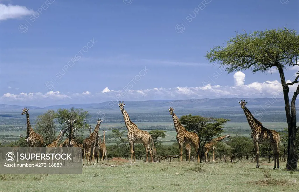 A large herd of Masai giraffes in the Masai Mara Game Reserve.