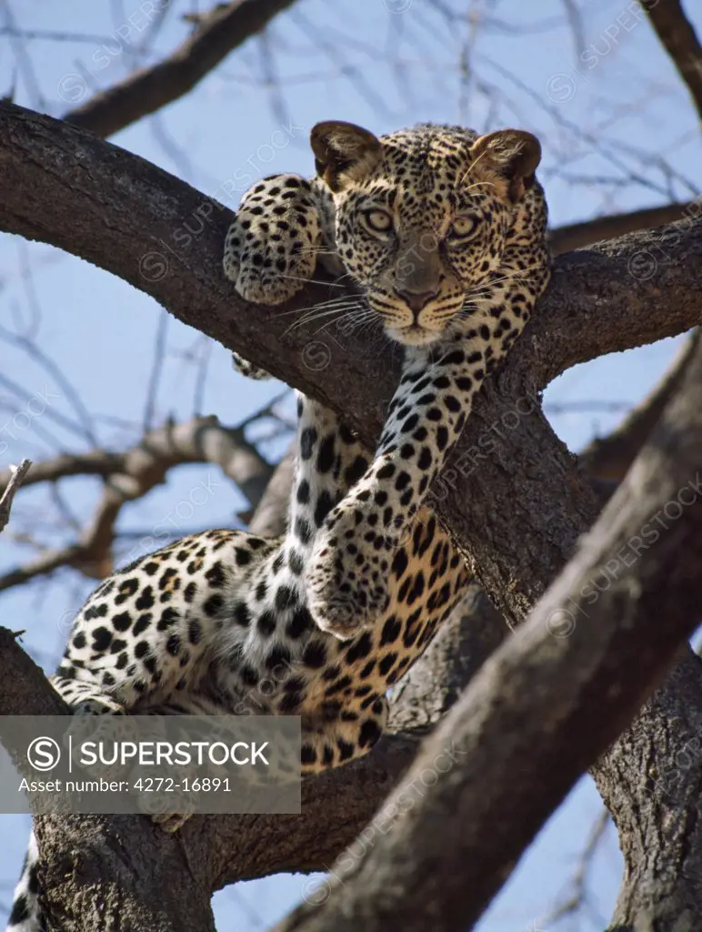 A leopard gazes intently from a comfortable perch in a tree in Samburu National Reserve.