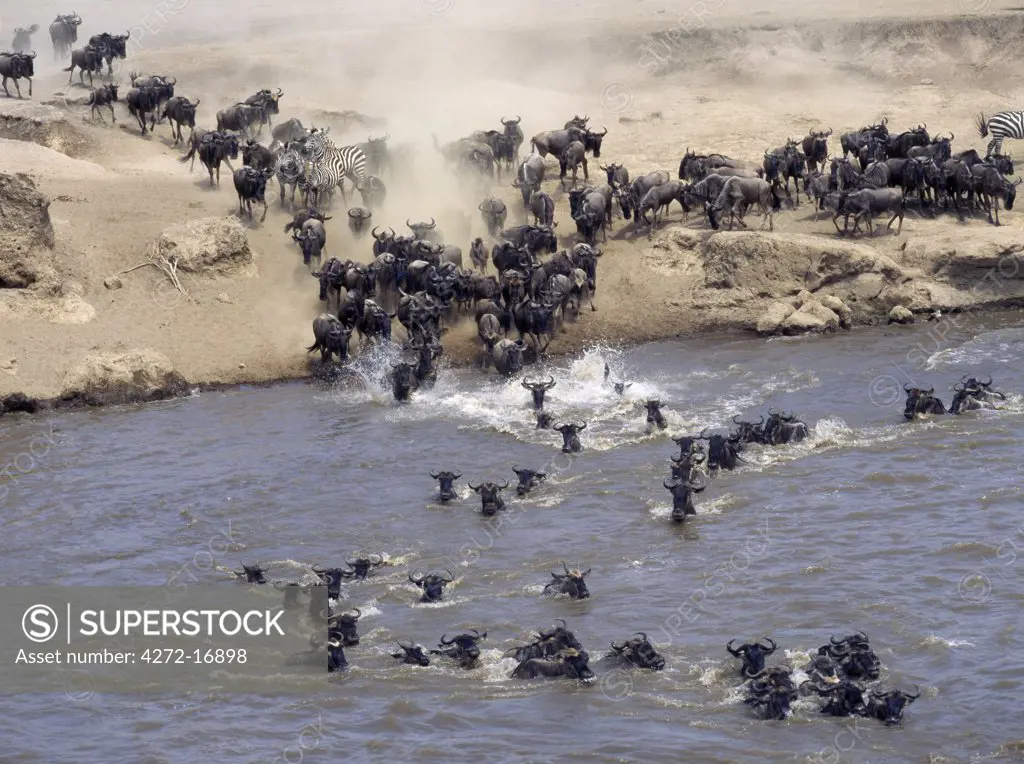 Burchell's Zebras and white-bearded gnus, or wildebeest, cross the Mara River during the latter's annual migration from the Serengeti National Park in Tanzania to Masai Mara Game Reserve.