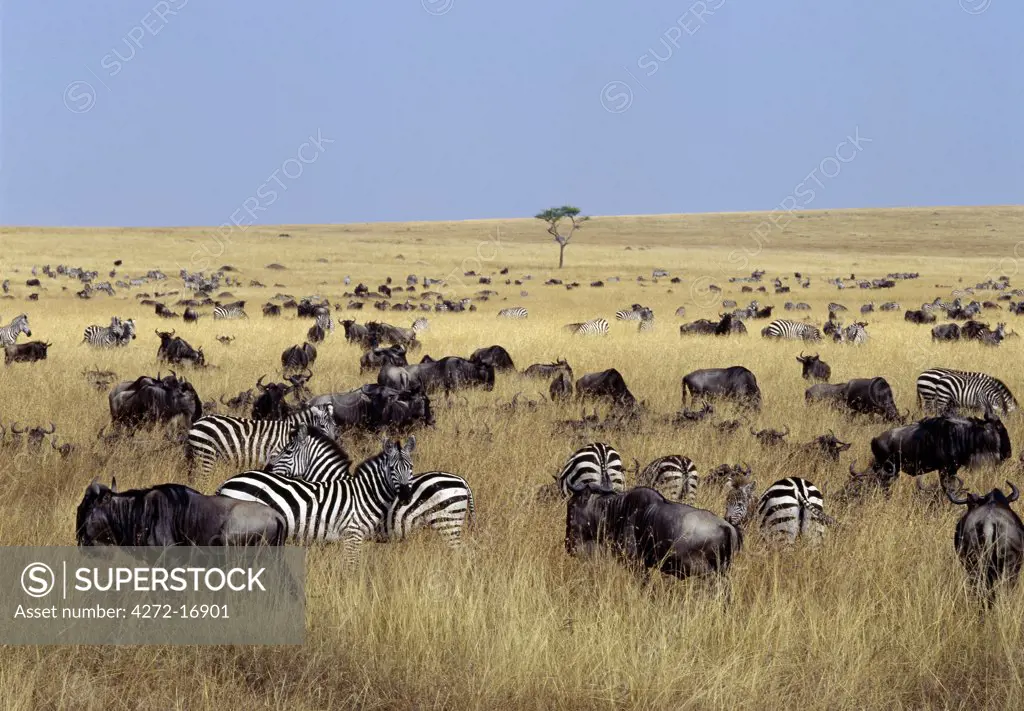 White-bearded gnus, or wildebeest, and Burchell's zebras graze the open grassy plains in Masai Mara.