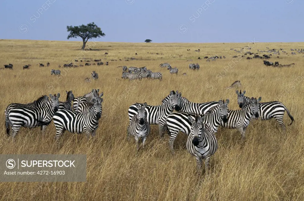 Burchell's zebras graze the open grassy plains in Masai Mara.