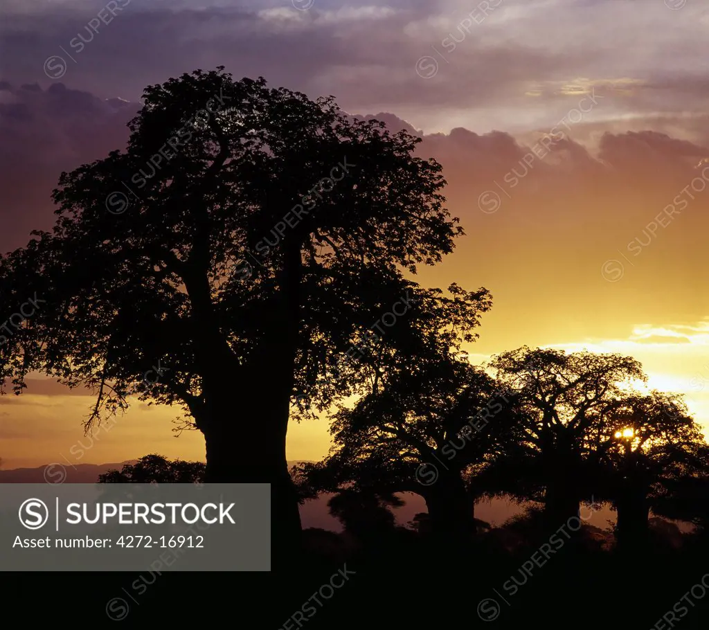 Giant baobab trees silhouetted against a sunset.