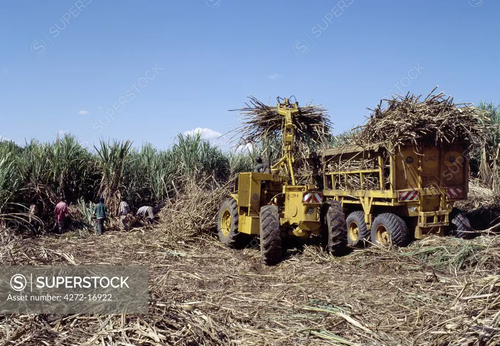 Sugar cane collection at Mumias.