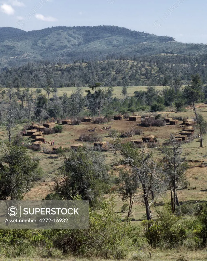 A Samburu lorora in the cedar forests of the Karisia Hills. Circumcision ceremonies for boys take place in these purpose built encampments, which can be large enough to accommodate two hundred families.
