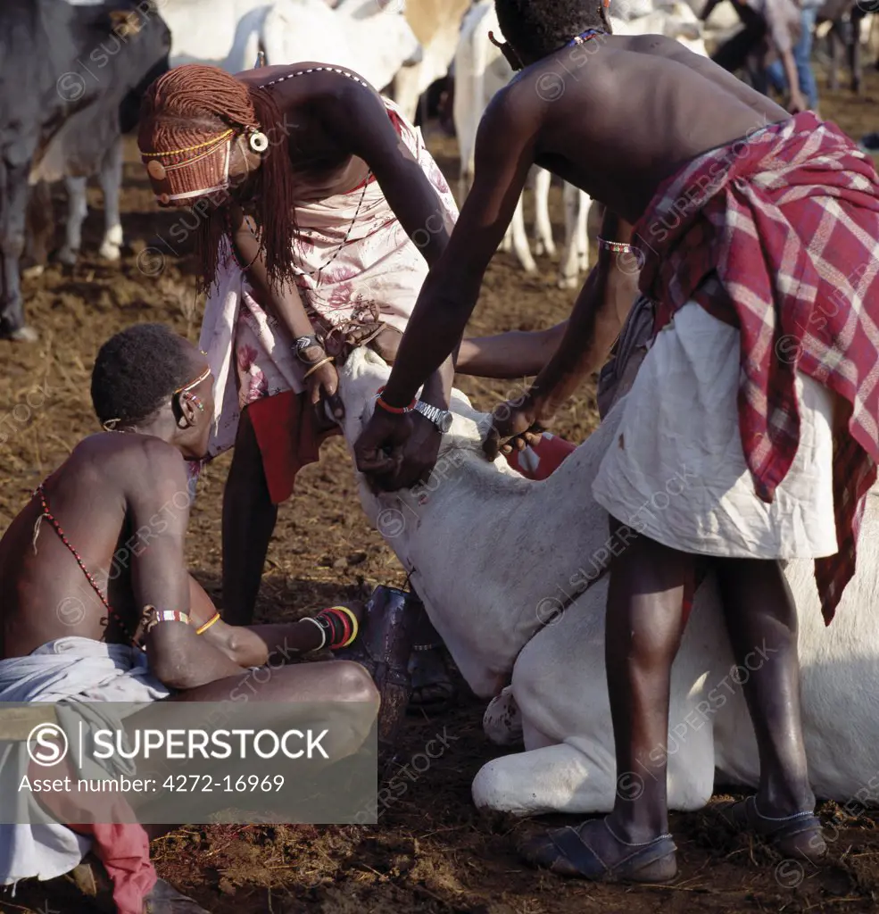 Immediately a Samburu youth has been circumcised, his ritual sponsors and friends will draw blood from an ox by tying a rope tourniquet round the animals neck and piercing the jugular with a short, sharp arrow.  A mixture of blood and milk will be given to the initiate to drink while he recovers from the operation in his mothers house.