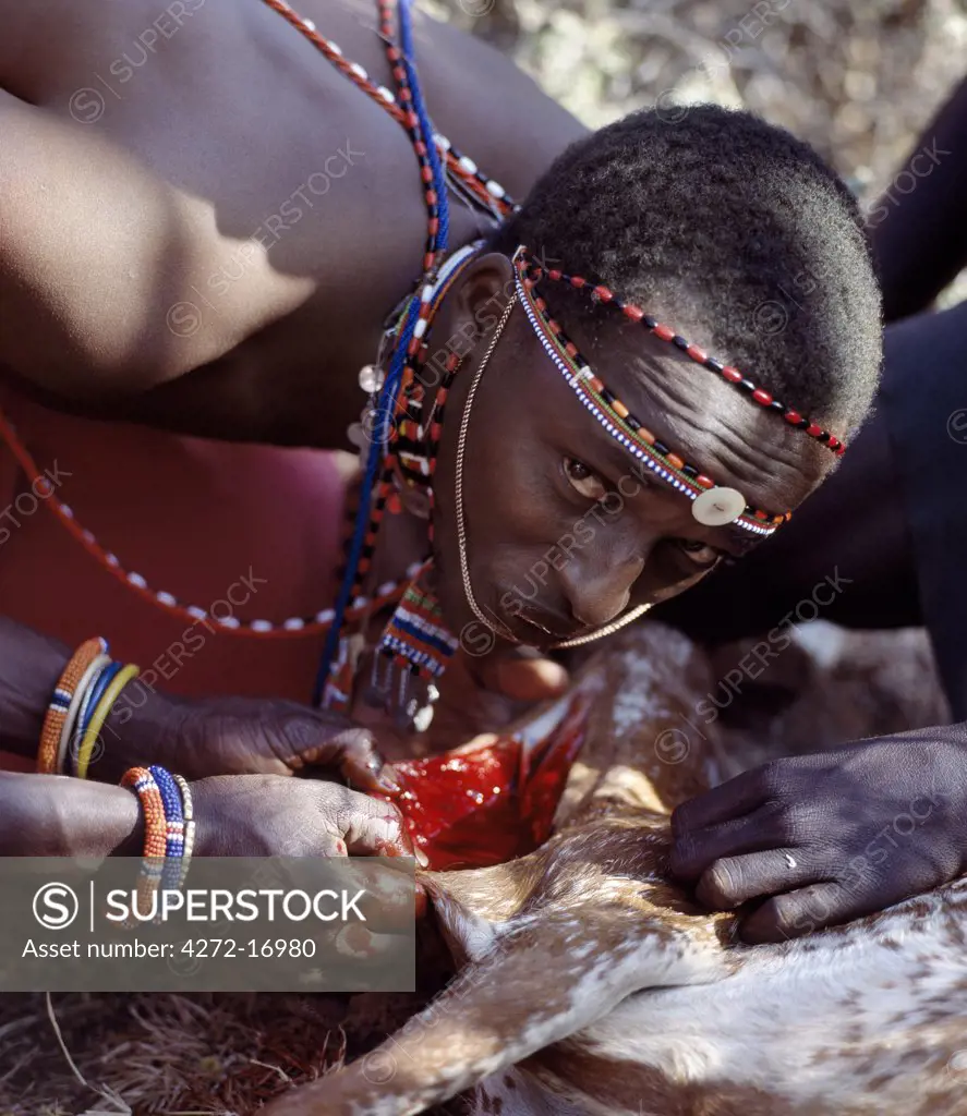 A Samburu warrior drinks blood straight from the fold of skin cut in a goat's neck. ;During every Samburu ceremony, livestock is slaughtered and meat is roasted over wood fires.  Warriors will never eat meat in the presence of married women.