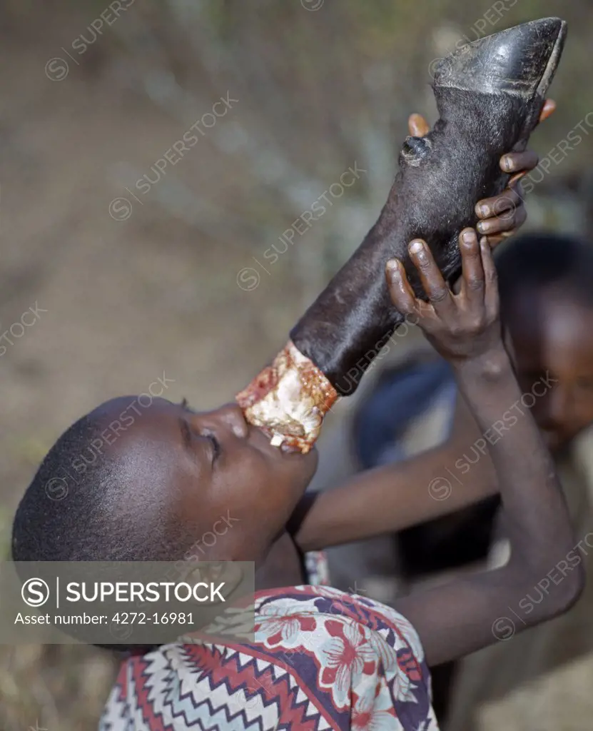 A young Samburu boy sucks marrow straight from the leg bone of a cow. Marrow is a much sought-after delicacy. During every Samburu ceremony, livestock is slaughtered and meat is roasted over wood fires.  Warriors will never eat meat in the presence of married women.