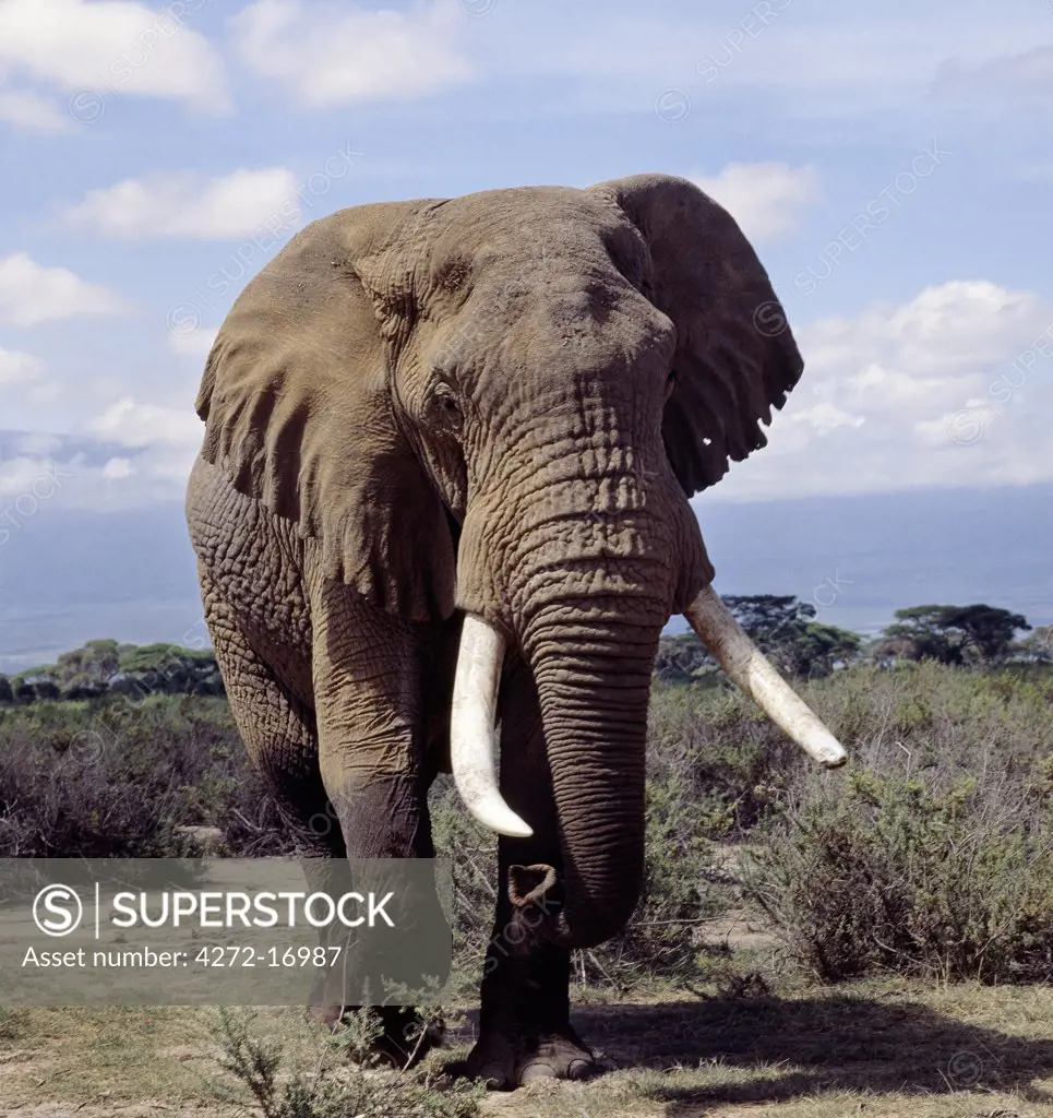 A bull elephant in Amboseli National Park. Elephants consume the equivalent of about 5% of their body weight (i.e. up to 300kg) in twenty-four hours.