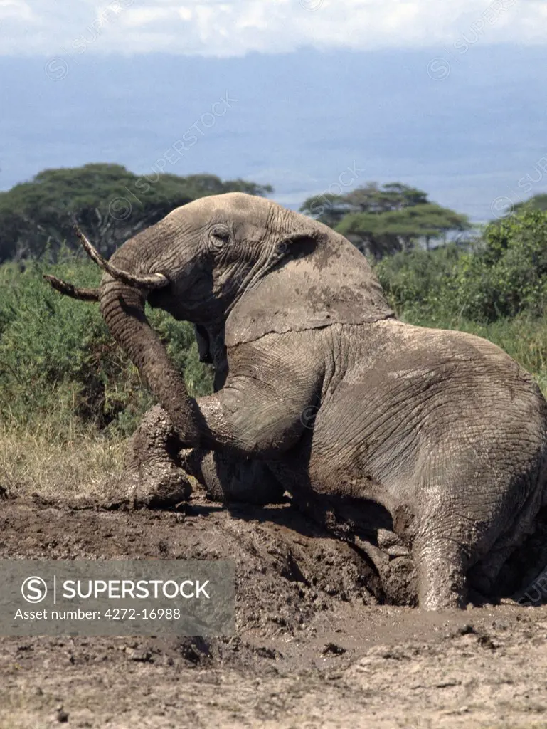 An elephant enjoys a mud bath at Amboseli National Park. ,By taking regular mud or dust baths to keep away flies and other biting insects, elephants take on the soil colour of their own habitats.