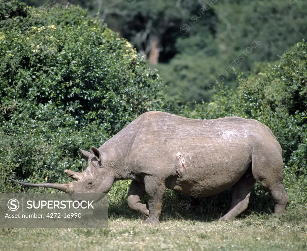 A black rhino with a fine horn crosses a forest glade in the Aberdare National Park.