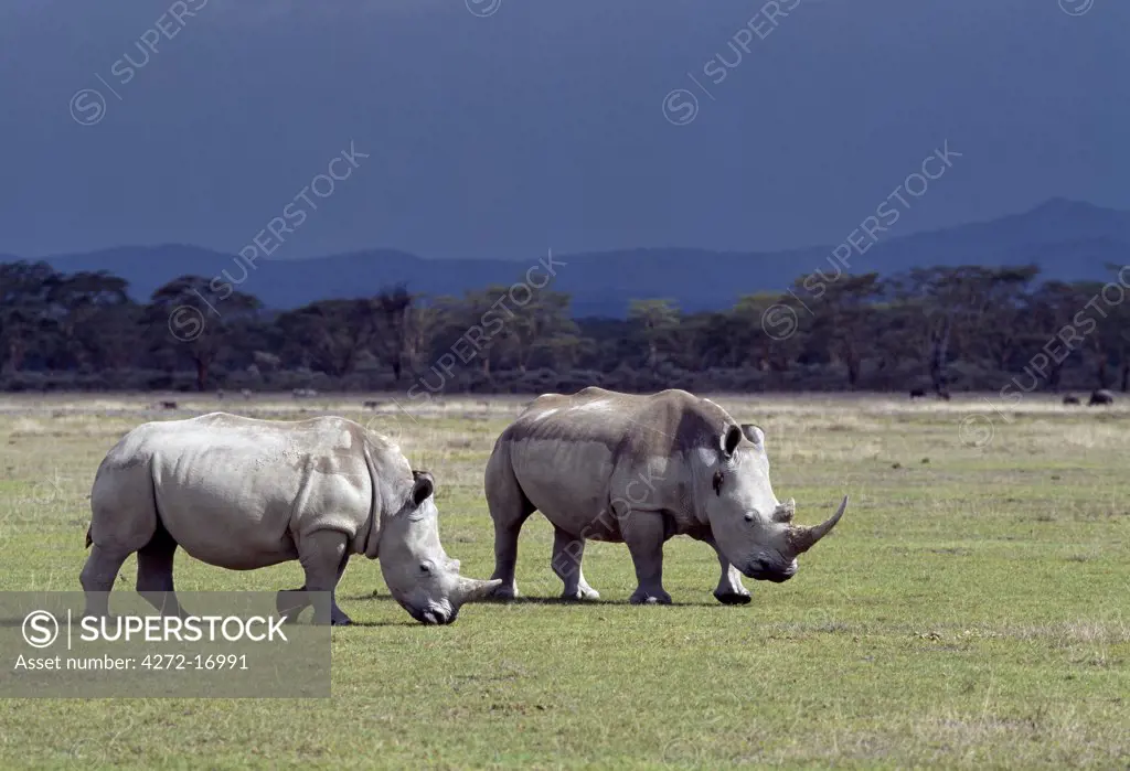 Two white rhinos graze in the Lake Nakuru National Park under a threatening sky. A red-billed oxpecker clings to  the neck of one of the rhinos White rhinos are almost double the weight of black rhinos and are more docile.  They are grazers rather than browsers so they do not compete for food with black rhinos.