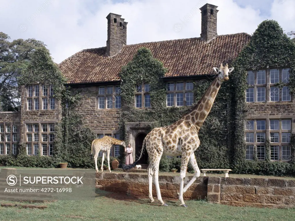 Rothschild giraffes at The Giraffe Manor on the outskirts of Nairobi. The centre is a popular tourist destination. There are usually ten adult giraffes at the centre.  When old enough, offspring are sent to other parks and private ranches.