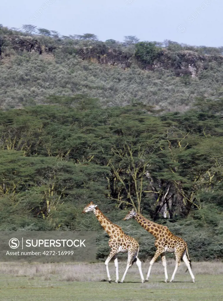 Rothschild giraffes in the Lake Nakuru National Park.