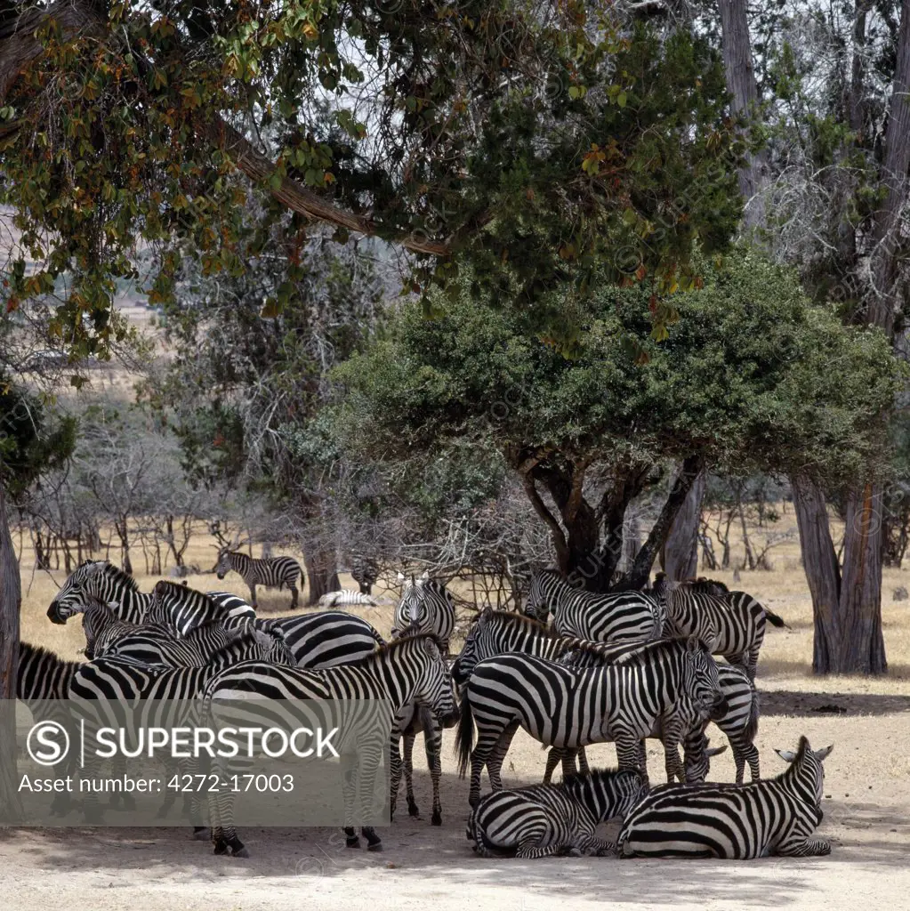 Burchell's Zebras rest under cedar trees on the outskirts of Maralal.