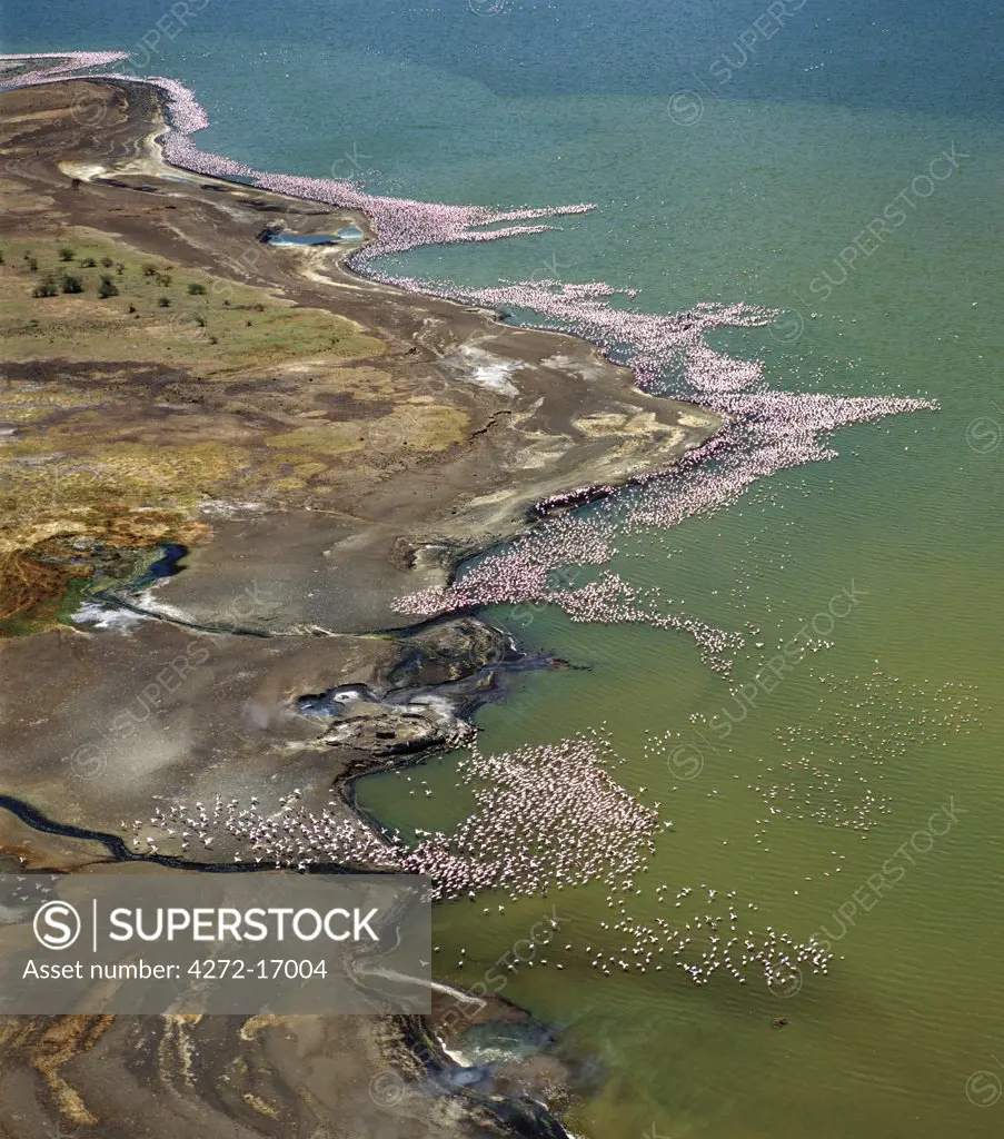 The alkaline waters of Lake Bogoria are a favourite haunt of lesser flamingos.  The barren shoreline is dotted with steam jets and geysers reflecting its volcanic origins.
