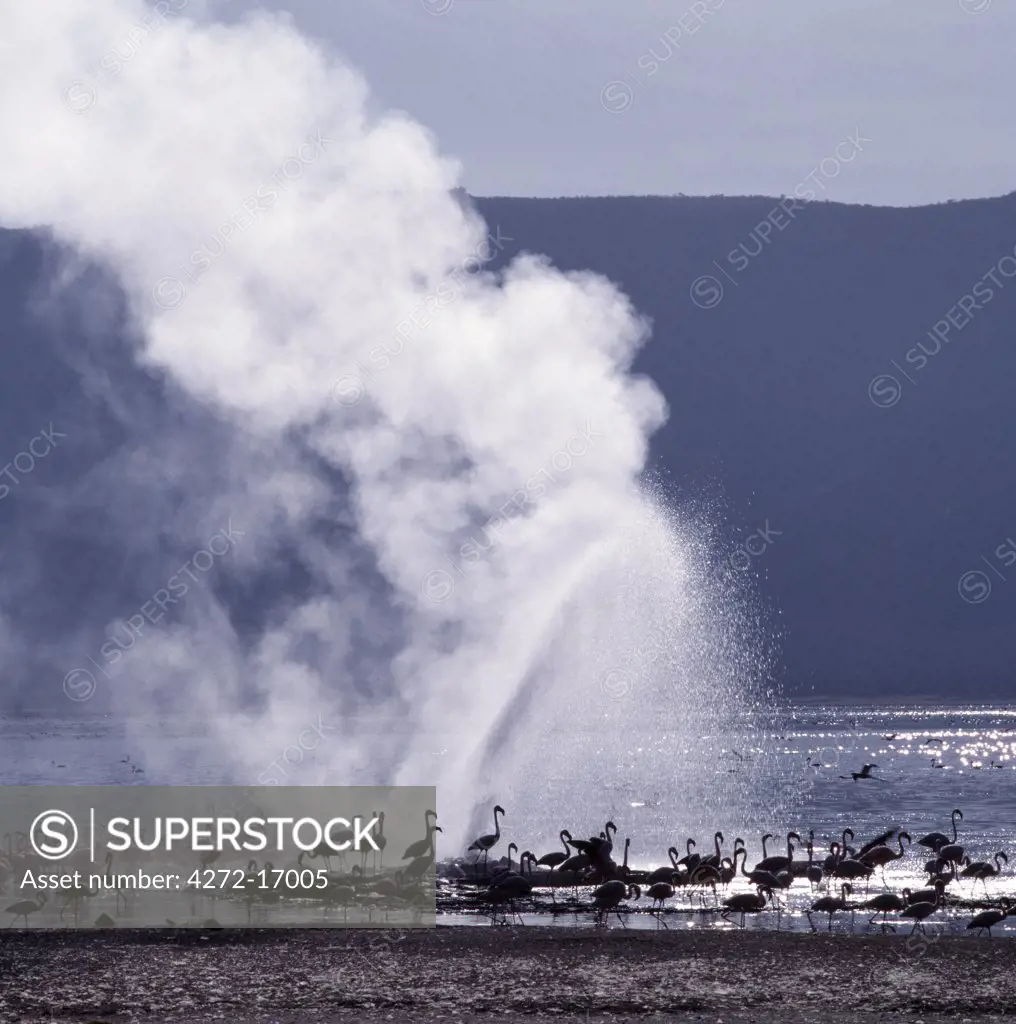 The alkaline waters of Lake Bogoria are a favourite haunt of lesser flamingos because the blue-green algae upon which they feed grows prolifically in the lake's shallow waters. The barren shoreline is dotted with steam jets and geysers reflecting its volcanic origins.