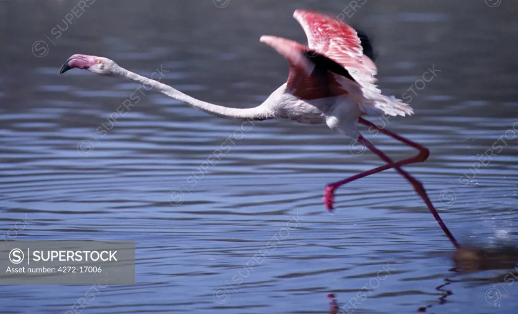 A greater flamingo takes off from the alkaline waters of Lake Bogoria. This Rift Valley lake is a favourite haunt of both greater and lesser flamingos because the blue-green algae upon which they feed grows prolifically in the lake's shallow waters.