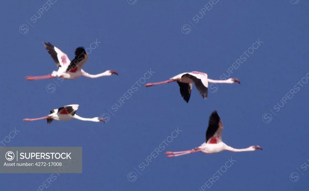 Greater flamingos in flight over Lake Turkana. This Rift Valley lake is a favourite haunt of both greater and lesser flamingos because the blue-green algae upon which they feed grows in the lake's shallow waters.