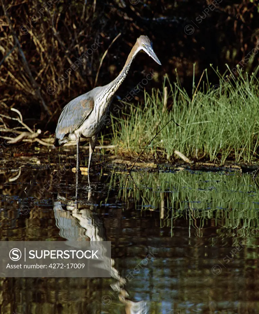 A Goliath heron (Ardea goliath) stands motionless to catch a fish in one of the small streams feeding Lake Baringo.  This lake is one of only two freshwater lakes in the eastern branch of Africa's Great Rift Valley system.