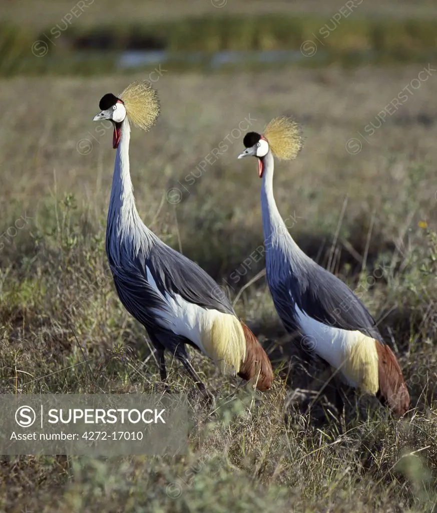 Two crowned cranes (Balearica regulorum) in Masai Mara.This attractive and stately bird is Uganda's national emblem.