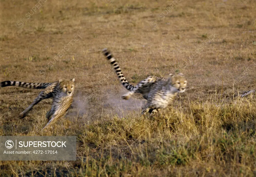 Two cheetahs sprint after their quarry.