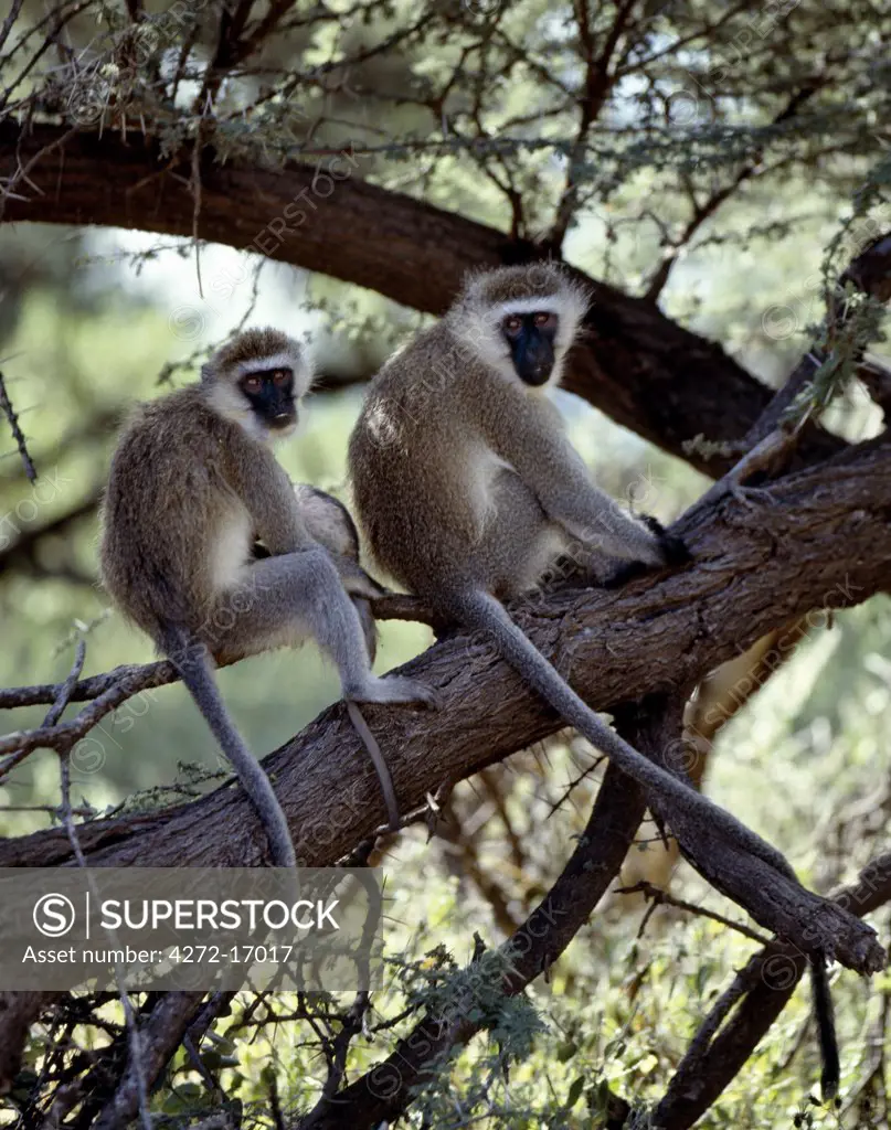 Vervet monkeys.  Their primary habitat is Acacia-dominated riverine forests.