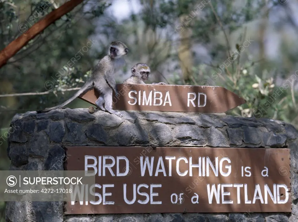 Young vervet monkeys perch on a park sign in the Lake Nakuru National Park.