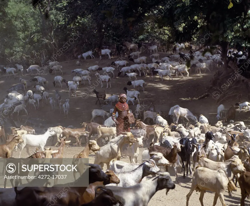 A Samburu girl herds her parents' flocks of sheep and goats in the South Horr Valley of northern Kenya.