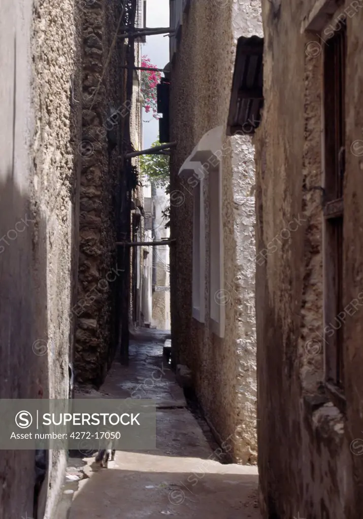 A tabby cat prowls in one of the narrow streets of Lamu town.  There are hundreds of cats in this predominantly Muslim town but no dogs. Situated 150 miles north northeast of Mombasa, Lamu town dates from the 15th century AD.