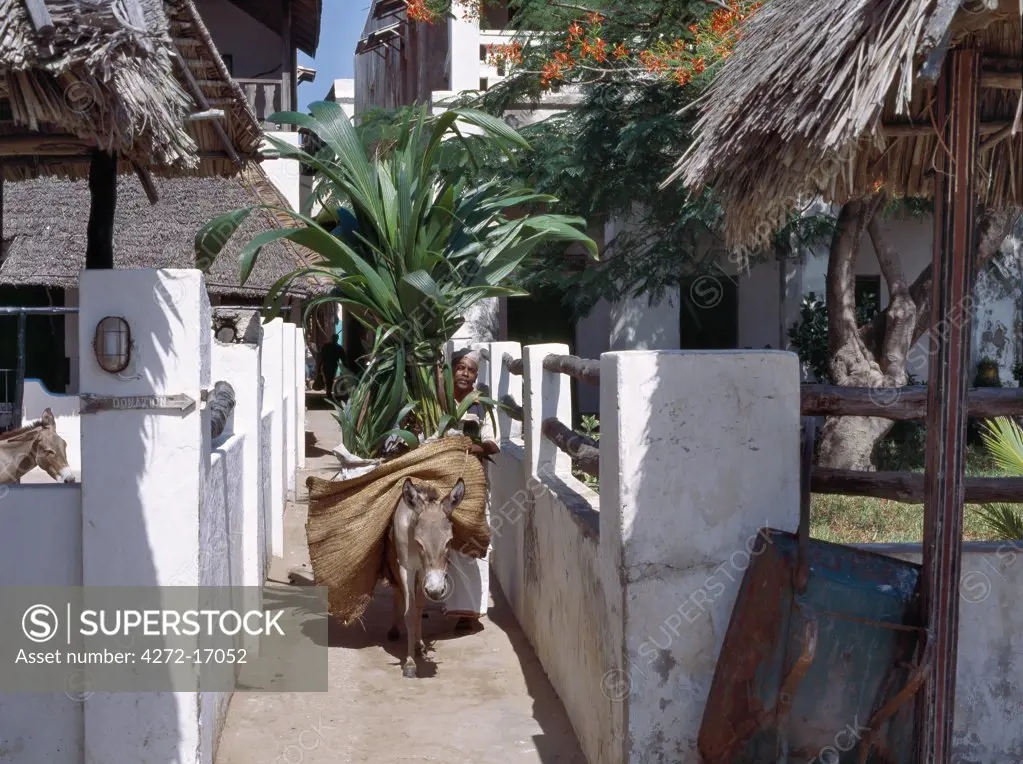 A man guides his donkey through one of the narrow streets of Lamu town.  In the absence of vehicles, which are banned in the island, donkeys are the principal means of carrying heavy loads. Situated 150 miles north northeast of Mombasa, Lamu town dates from the 15th century AD.