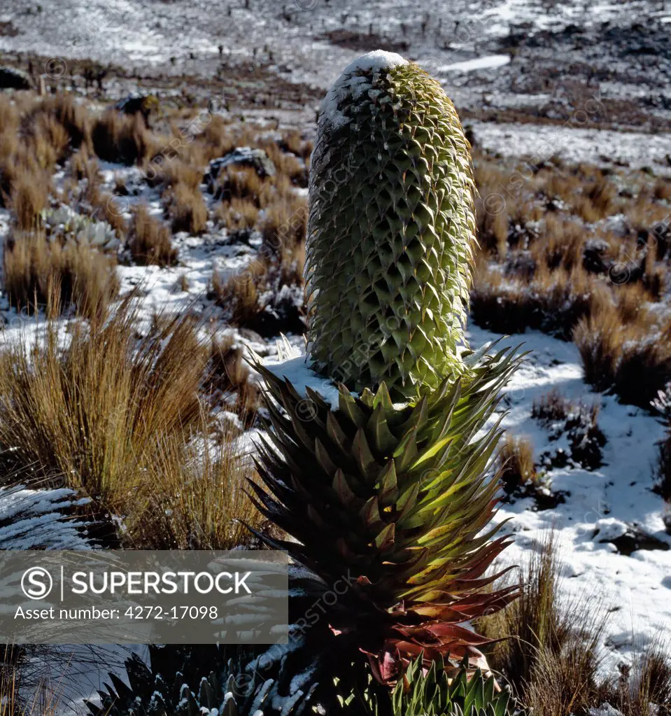 A lobelia (Lobelia deckenii spp keniensis) flourishes in snow on the upper slopes of Mount Kenya (17,058 feet).  The range of this sub-species is restricted to the upper slopes of Mount Kenya, above 10,500 feet.