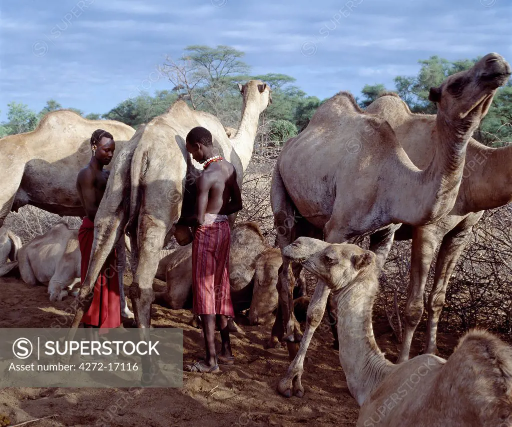 Camels are milked in the early morning by Turkana herdsmen.  In the best season of year, camels can be milked up to five times a day making them the most important livestock resource the Turkana own.  However, these animals do not have the same cultural and emotional value to the Turkana as cattle.