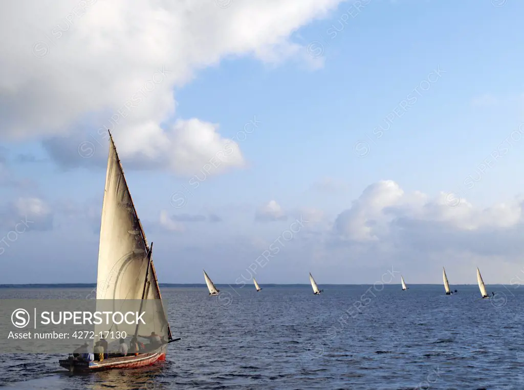 Soon after sunrise each day the fishing fleet sets sail from the sheltered, natural harbour of Kisingitini on Pate Island. The traditional wooden sailing boats, called mashua, can be found at fishing villages throughout the Lamu Archipelago.