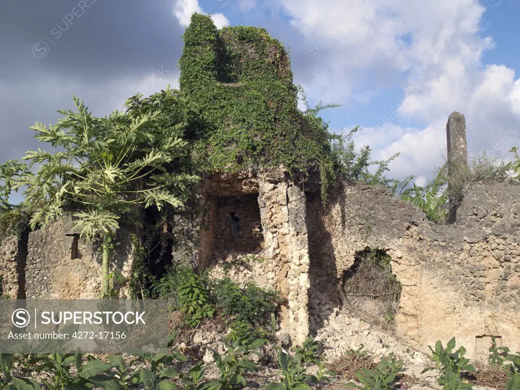 Tobacco is grown among the coral ruins of a large 17th century building on the outskirts of modern Pate Village.  All the buildings in Pate were constructed of coral rag. Pate was established by Arabs from Arabia in the 13th century, or possibly earlier.