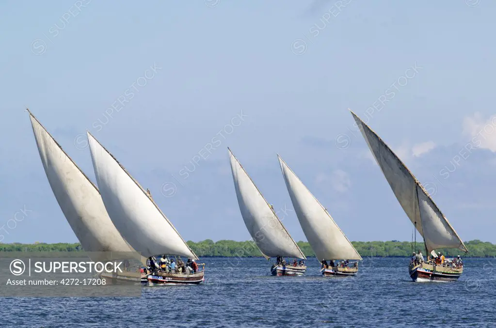 Dhows sailing off Lamu Island. Dhow or Dau is the colloquial word used by most visitors for the wooden sailing ships of the East African coast although in reality a dhow is a much larger ocean going vessel than either the medium sized Jahazi or smaller mashua fishing boats that are commonly seen at Lamu.