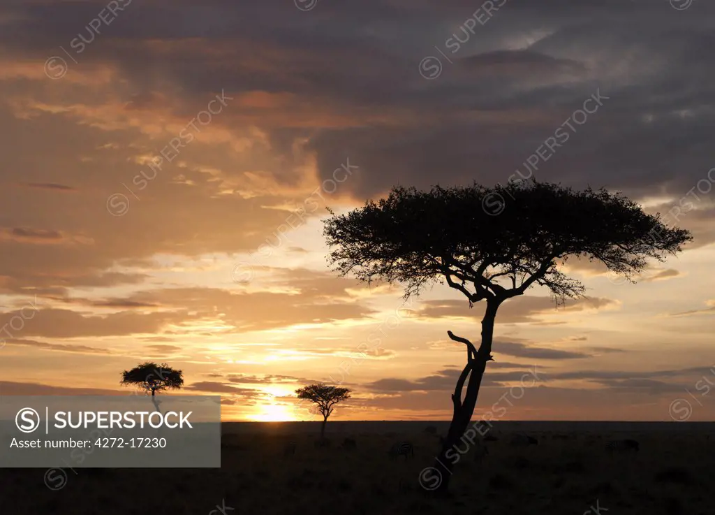 Balanites trees silhouetted against a setting sun in Masai Mara Game Reserve.