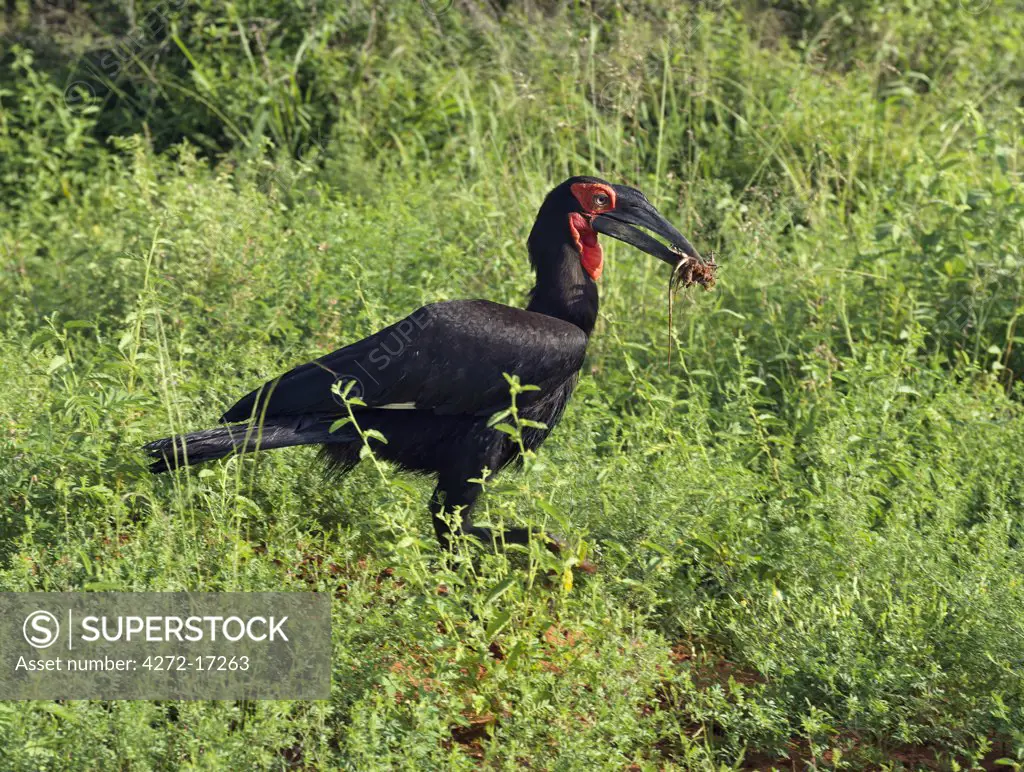 A ground hornbill carrying its prey in its large bill, Tsavo West National Park, Kenya