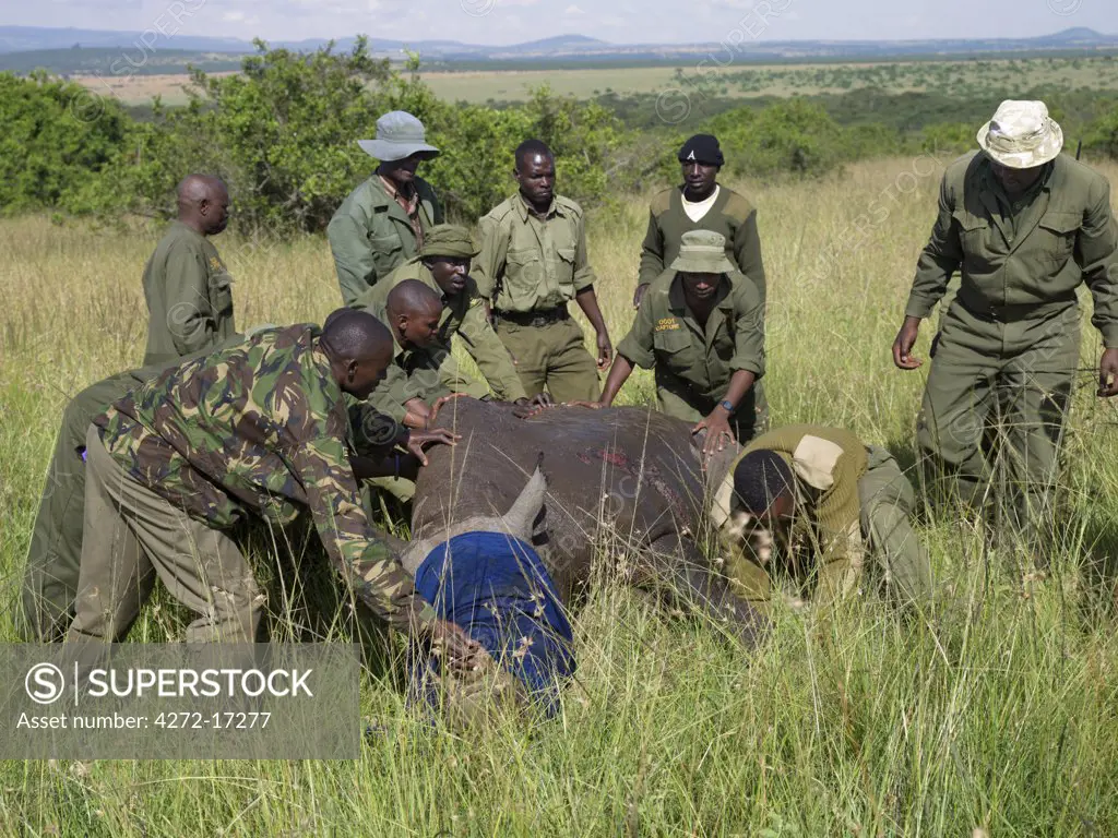 Tending a black rhino after darting it in order to trans-locate it to another area, Solio Game Sanctuary, Kenya