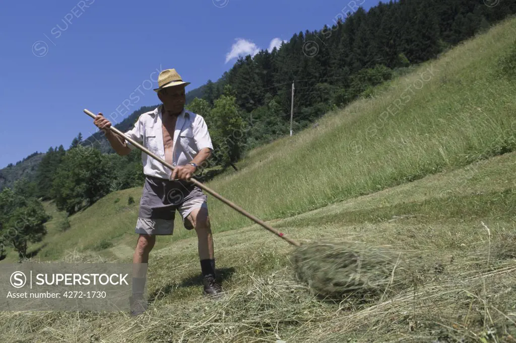 Hay harvest nearby Flattach, Moelltal, Hohe Tauern National Park, Carinthia, Austria